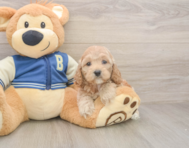 6 week old Cockapoo Puppy For Sale - Lone Star Pups