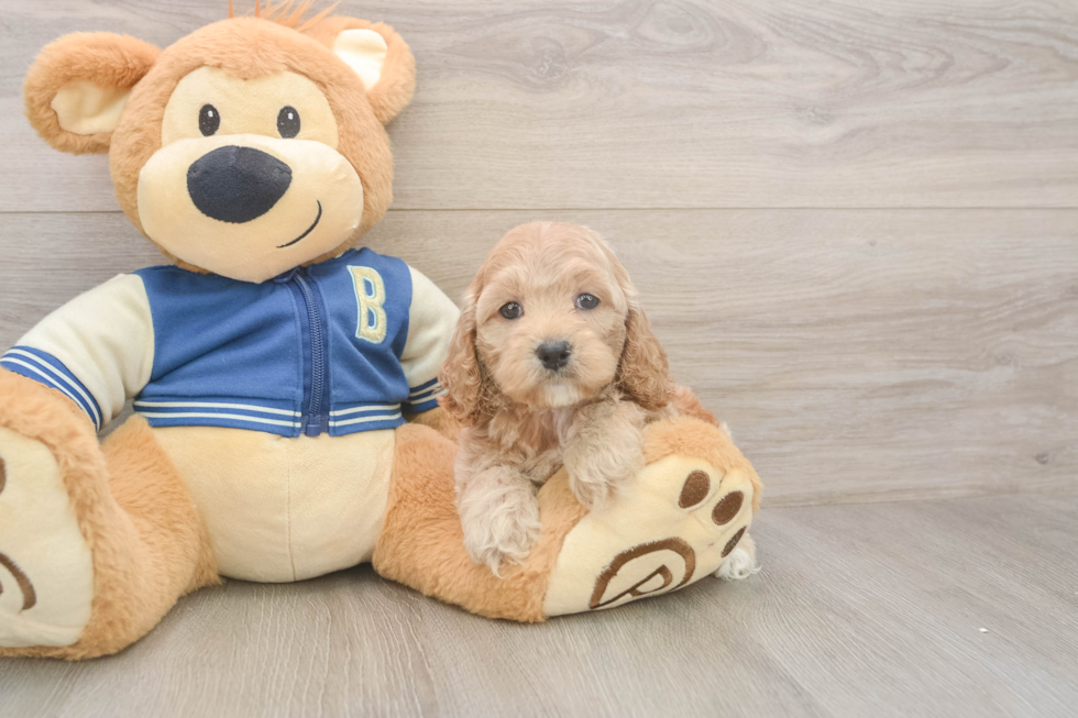 Cockapoo Pup Being Cute