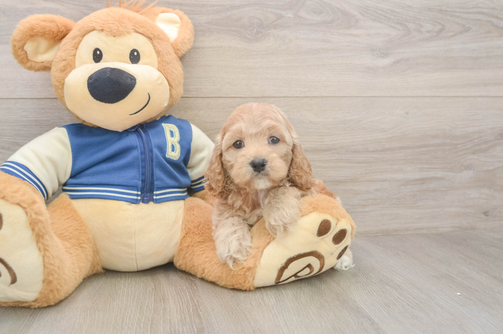 6 week old Cockapoo Puppy For Sale - Lone Star Pups