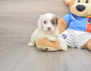 7 week old Cockapoo Puppy For Sale - Lone Star Pups