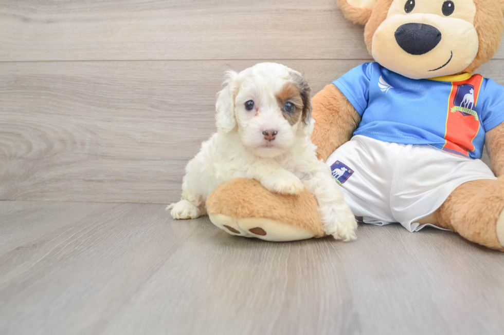 Cockapoo Pup Being Cute