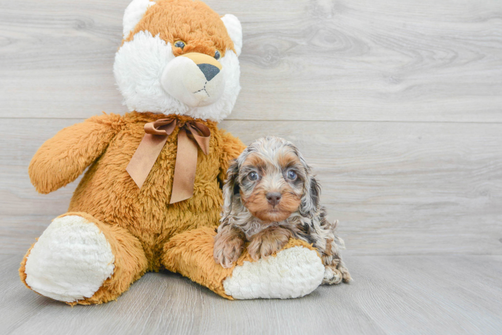 Best Cockapoo Baby