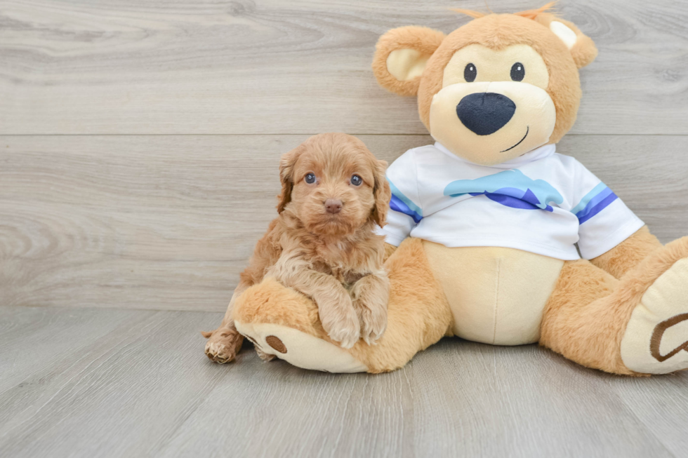 Cockapoo Puppy for Adoption