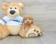 7 week old Cockapoo Puppy For Sale - Lone Star Pups