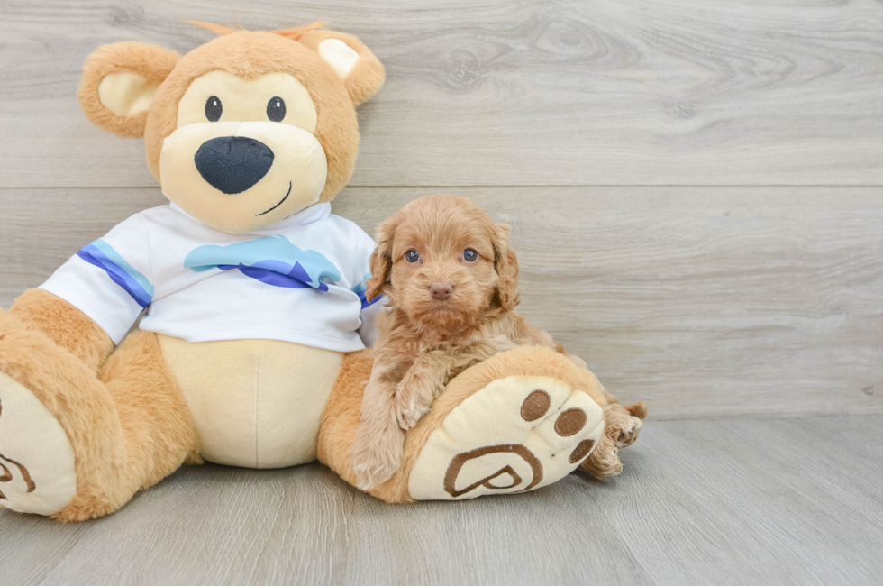 5 week old Cockapoo Puppy For Sale - Lone Star Pups