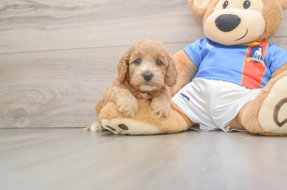 5 week old Cockapoo Puppy For Sale - Lone Star Pups