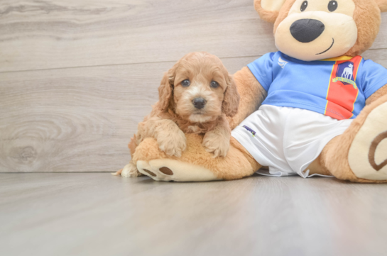 Best Cockapoo Baby