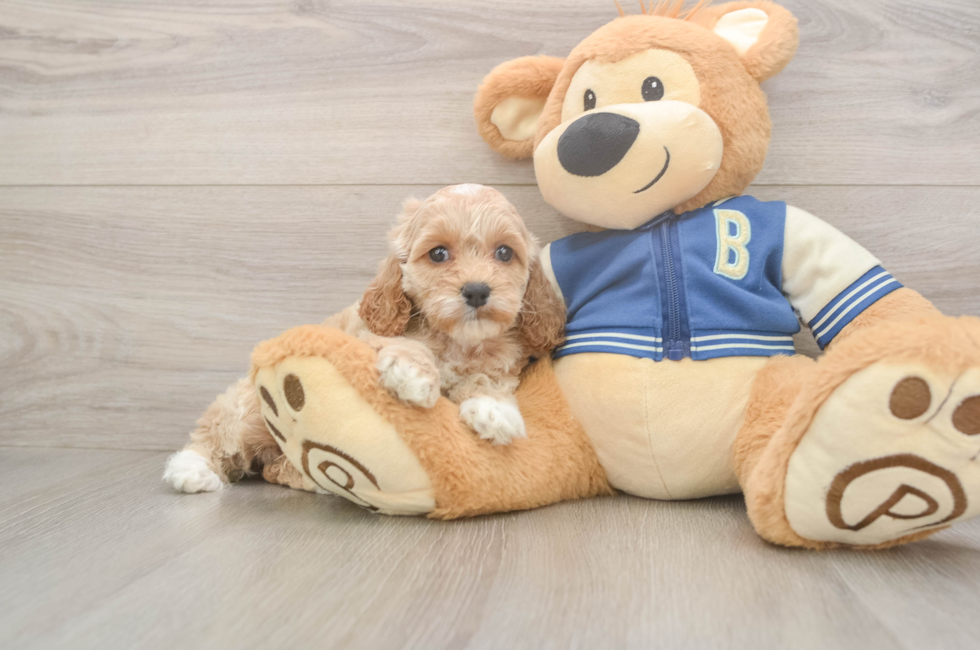 6 week old Cockapoo Puppy For Sale - Lone Star Pups