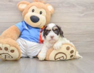 7 week old Cockapoo Puppy For Sale - Lone Star Pups