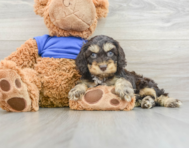8 week old Cockapoo Puppy For Sale - Lone Star Pups