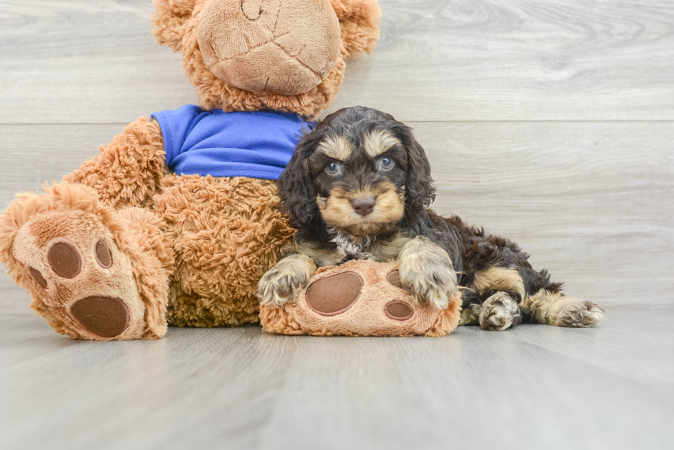 Cockapoo Pup Being Cute