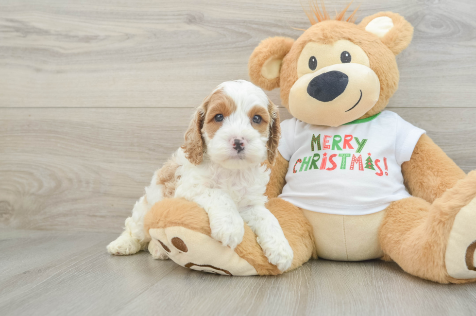 5 week old Cockapoo Puppy For Sale - Lone Star Pups