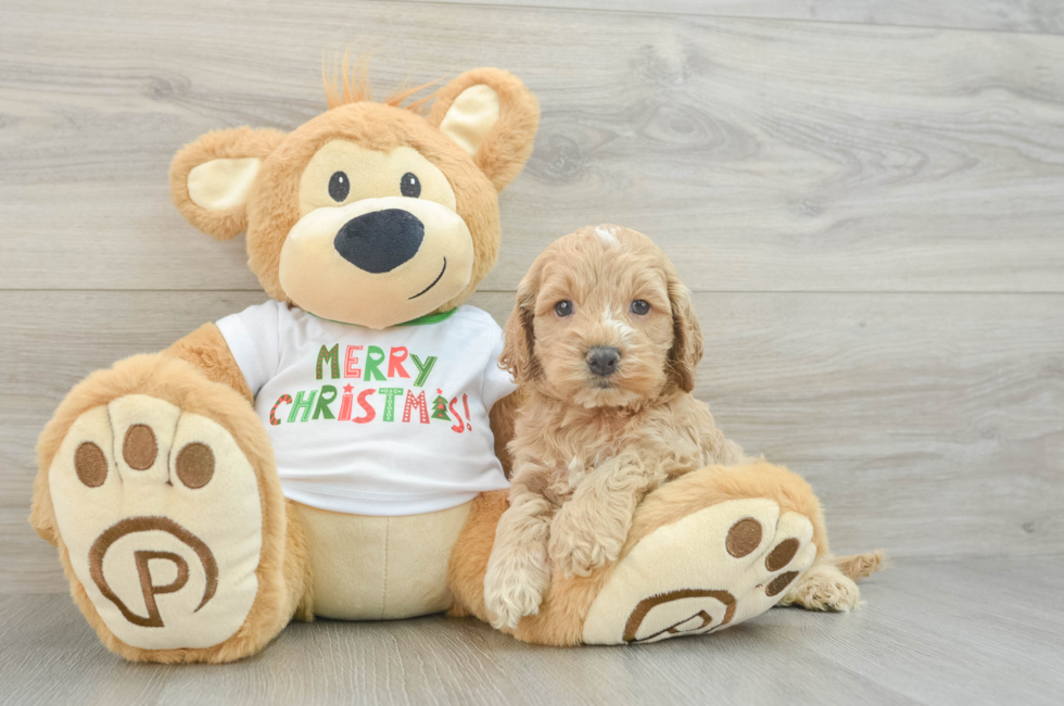 5 week old Cockapoo Puppy For Sale - Lone Star Pups