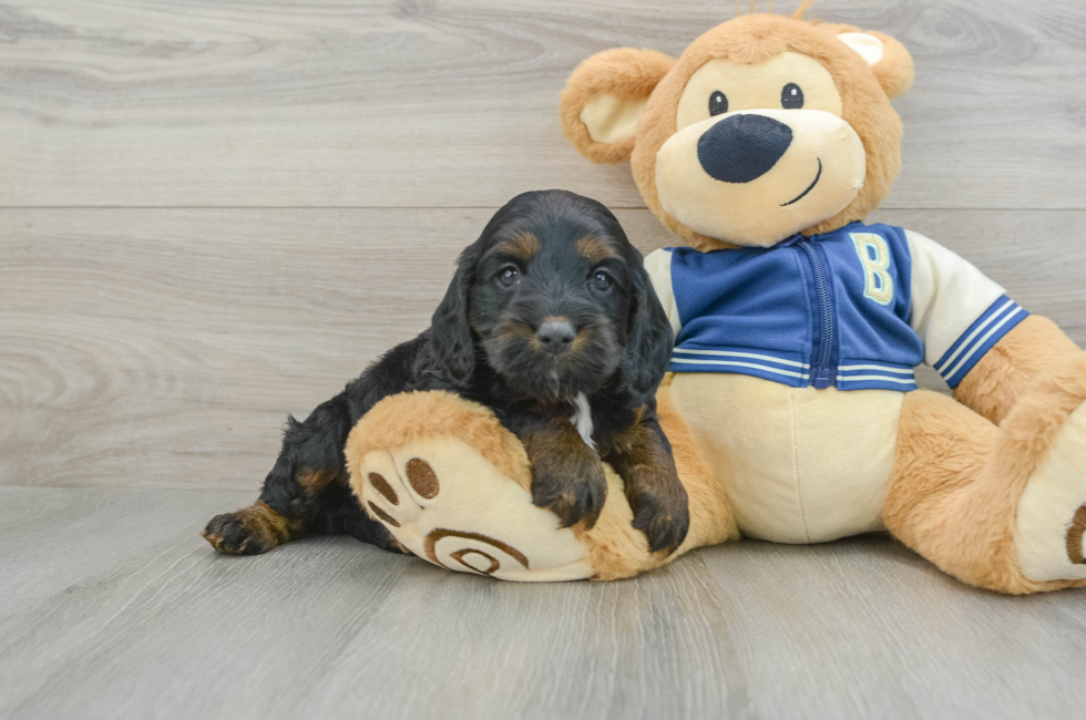 5 week old Cockapoo Puppy For Sale - Lone Star Pups