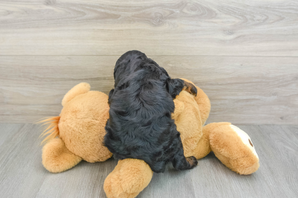 Energetic Cocker Doodle Poodle Mix Puppy