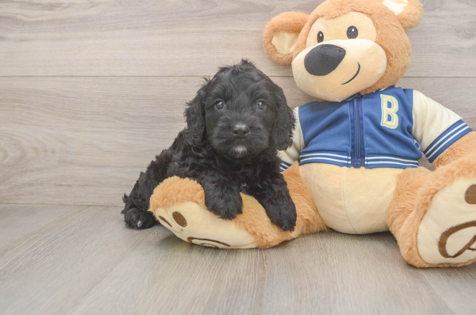 5 week old Cockapoo Puppy For Sale - Lone Star Pups