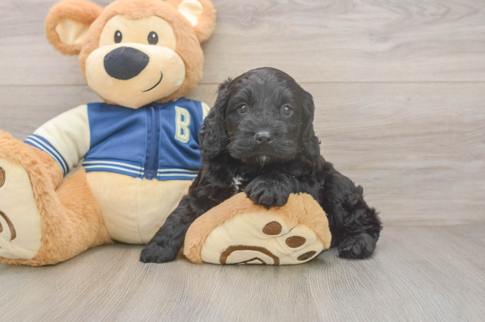 5 week old Cockapoo Puppy For Sale - Lone Star Pups