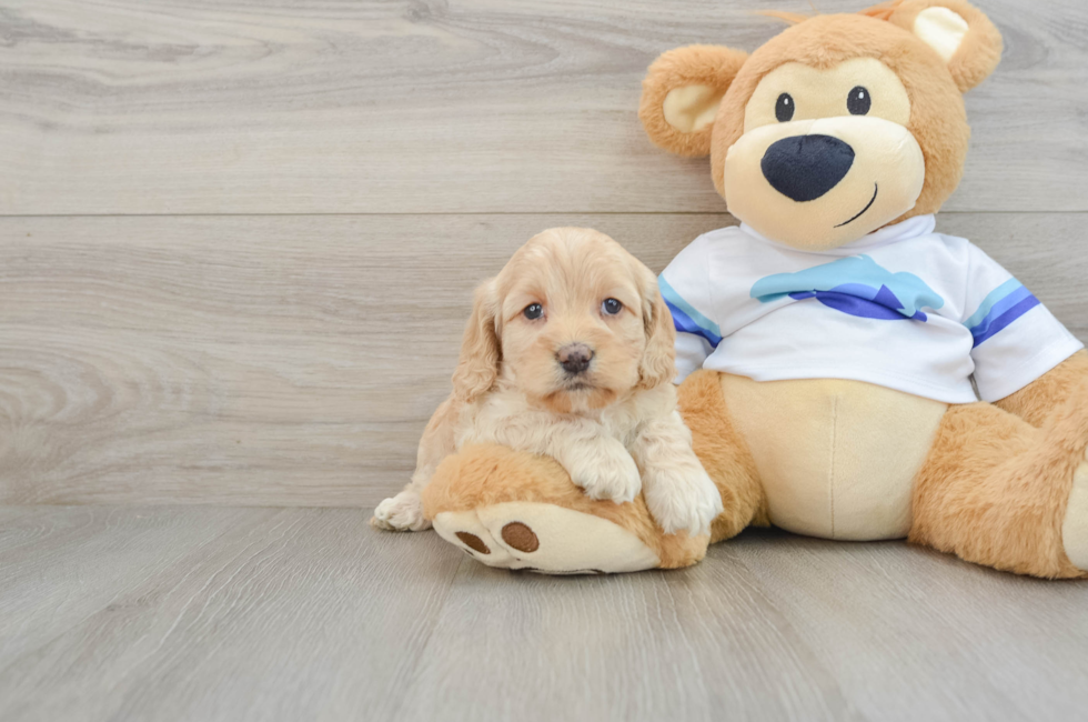 5 week old Cockapoo Puppy For Sale - Lone Star Pups