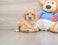 8 week old Cockapoo Puppy For Sale - Lone Star Pups