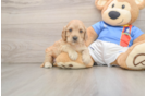 Petite Cockapoo Poodle Mix Pup