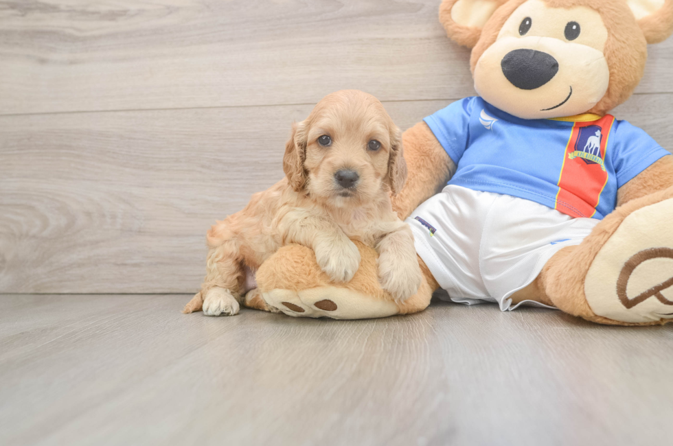 5 week old Cockapoo Puppy For Sale - Lone Star Pups