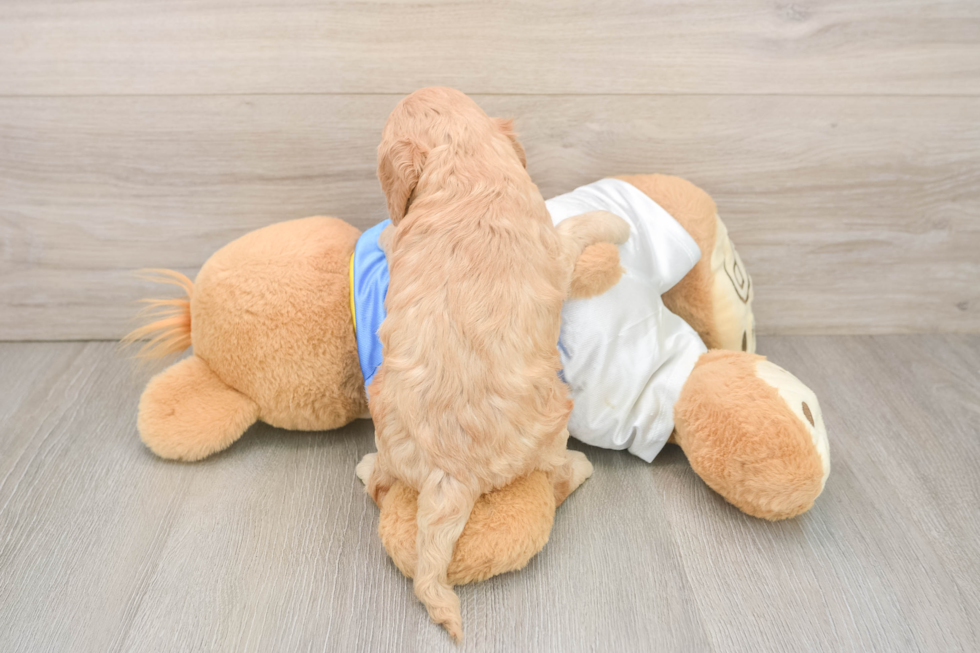 Cockapoo Pup Being Cute