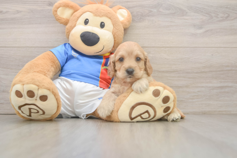 Funny Cockapoo Poodle Mix Pup