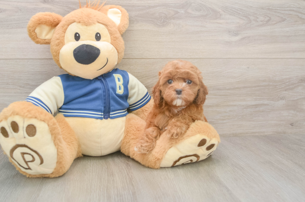 6 week old Cockapoo Puppy For Sale - Lone Star Pups