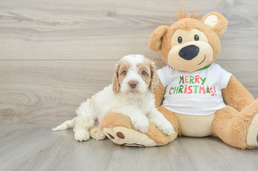 5 week old Cockapoo Puppy For Sale - Lone Star Pups