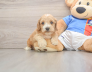 7 week old Cockapoo Puppy For Sale - Lone Star Pups