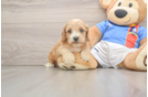 Fluffy Cockapoo Poodle Mix Pup