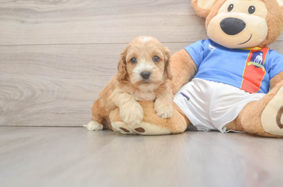 5 week old Cockapoo Puppy For Sale - Lone Star Pups