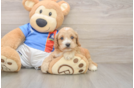 Cockapoo Pup Being Cute