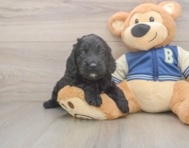 5 week old Cockapoo Puppy For Sale - Lone Star Pups