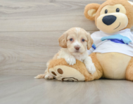 7 week old Cockapoo Puppy For Sale - Lone Star Pups