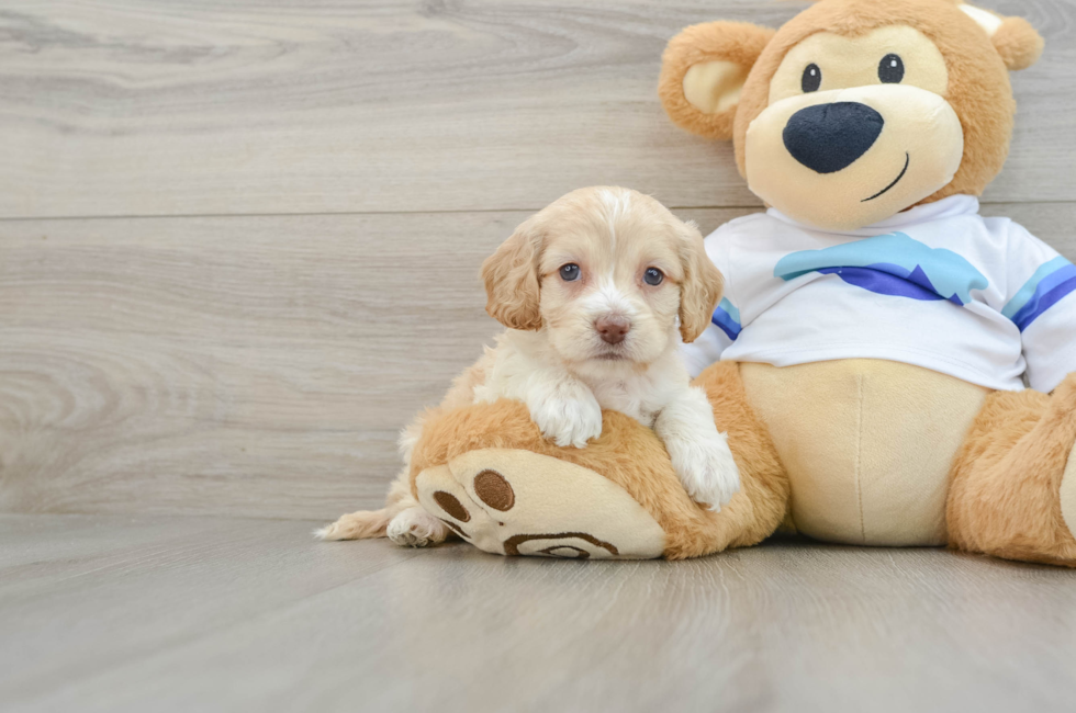 5 week old Cockapoo Puppy For Sale - Lone Star Pups