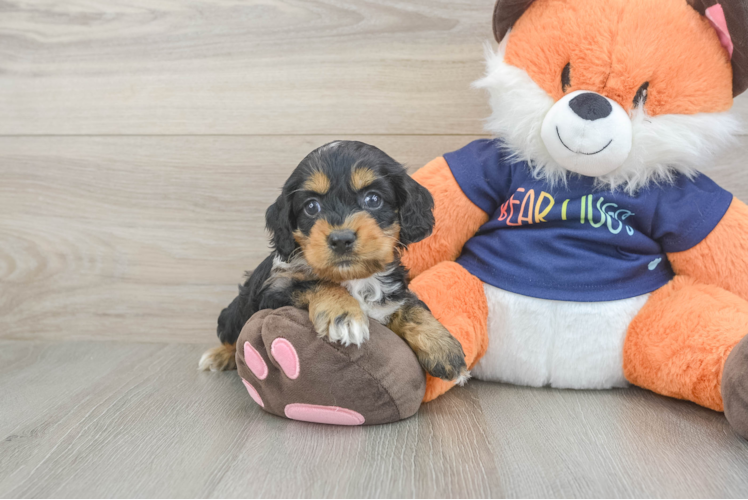 Fluffy Cockapoo Poodle Mix Pup