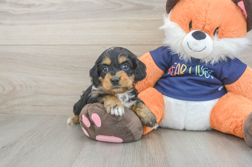 5 week old Cockapoo Puppy For Sale - Lone Star Pups