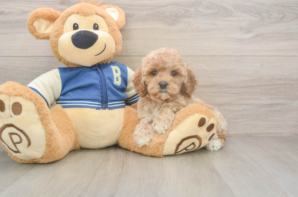 6 week old Cockapoo Puppy For Sale - Lone Star Pups