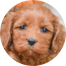 Cockapoo Puppy For Sale - Lone Star Pups