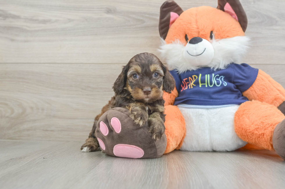 5 week old Cockapoo Puppy For Sale - Lone Star Pups