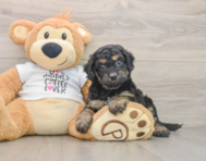 7 week old Cockapoo Puppy For Sale - Lone Star Pups