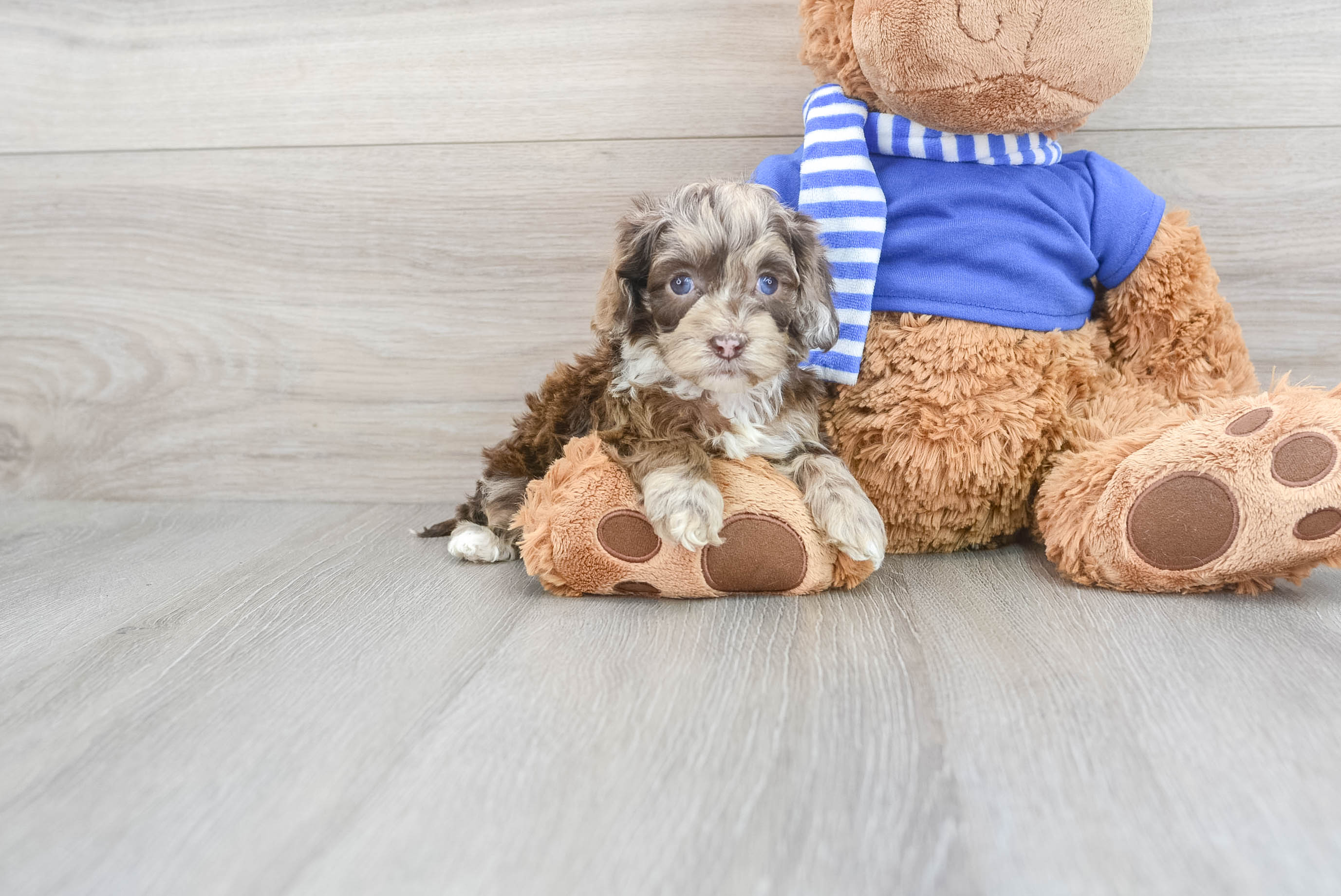Cute Cockapoo Reign: 2lb 15oz Doodle Puppy