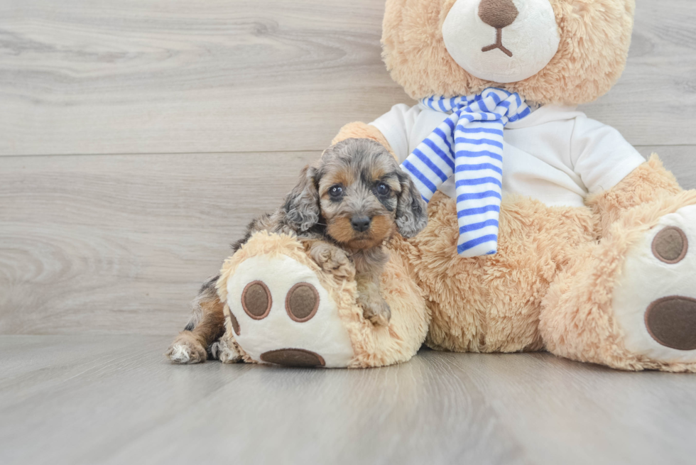 Cockapoo Puppy for Adoption