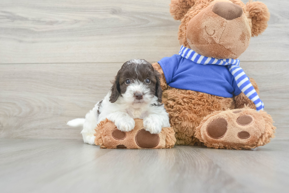 Small Cockapoo Baby