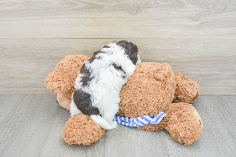 Best Cockapoo Baby