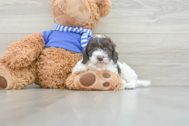 Happy Cockapoo Baby