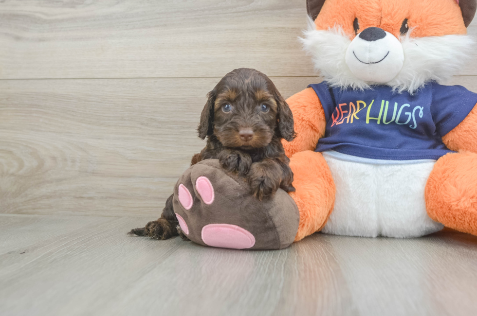 5 week old Cockapoo Puppy For Sale - Lone Star Pups
