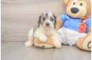 Cockapoo Puppy for Adoption