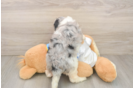Cockapoo Puppy for Adoption